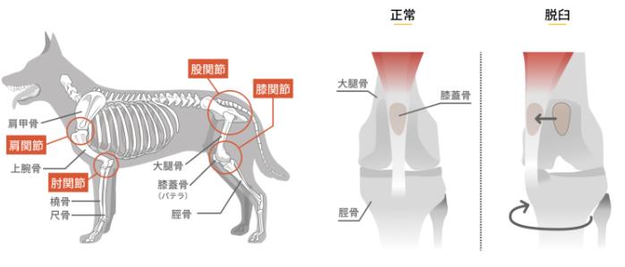 ペットと子どもにやさしい家